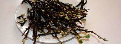 настойка на смородиновых почках. Шаг 11