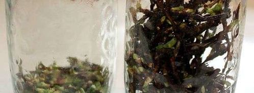 настойка на смородиновых почках. Шаг 13