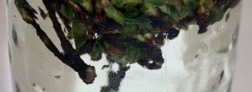 настойка на смородиновых почках. Шаг 17