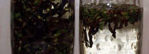 настойка на смородиновых почках. Шаг 21