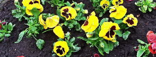 бананово-арбузный смузи. Шаг 9