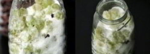 вино без дрожжей. Шаг 3