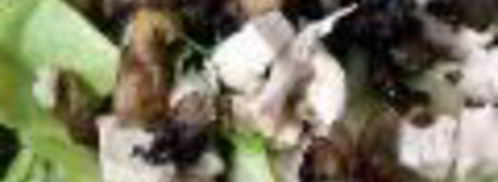 грибной взрыв — салат цезарь по-русски. Шаг 7