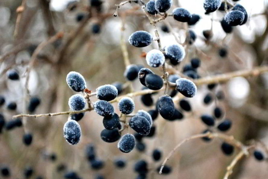 Рецепт готовима кетчуп из тернослива на зиму