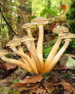 Маринованные опята с маринаде с корицей