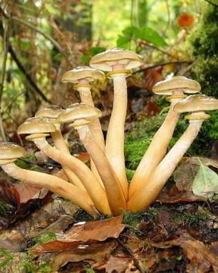 Маринованные опята с маринаде с корицей