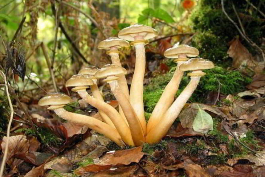 Рецепт маринованных опят с маринаде с корицей