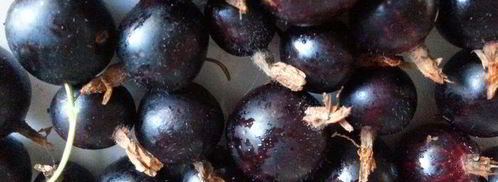 соус из крыжовника. Шаг 3