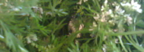 соус зеленый ткемали. Шаг 9