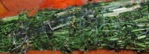 ткемали из слив на зиму. Шаг 13