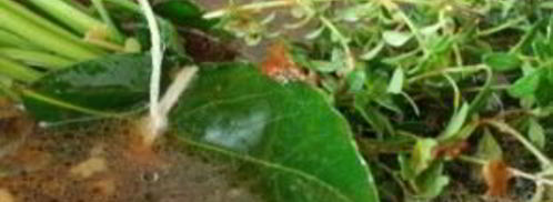 куриный бульон по-французски. Шаг 7