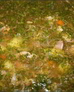 Похлебка русская