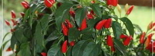 щи из квашеной капусты с уткой. Шаг 23