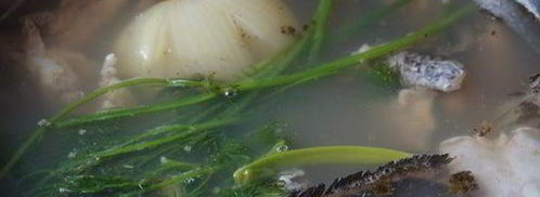 сборная уха из сома и ерша-носаря. Шаг 8