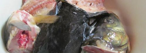 уха из речной рыбы. Шаг 3