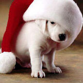 Буланова Даша