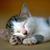 Огурок Тата