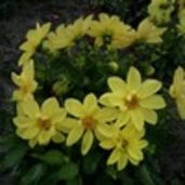 Персик Татьяна