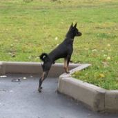 Софья Красницкая