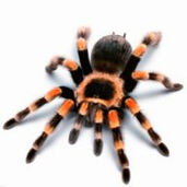 Светлана Головко