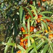 Светлана Трач