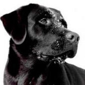 Светлана Туренко