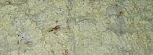 лаваш с консервой. Шаг 6