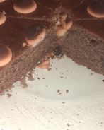 Манник Нечаянный