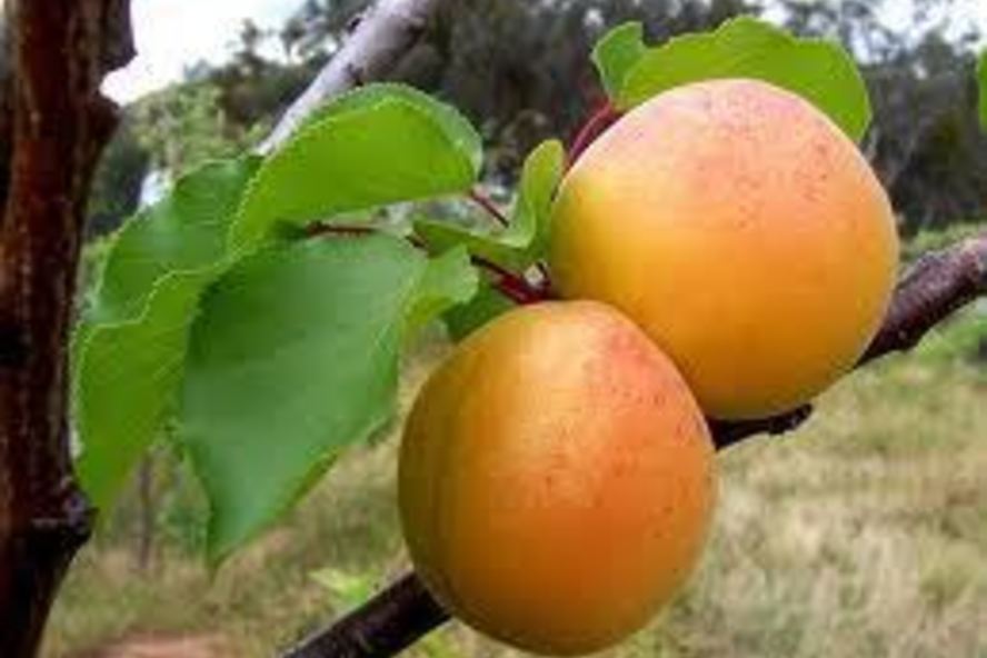 Рецепт пахлавы