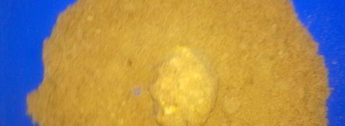 пирожное к чаю без выпечки. Шаг 16