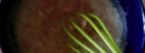 консоме с профитролями. Шаг 10