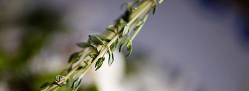 соленые сырники с аджикой. Шаг 7