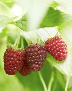 Компот из малины