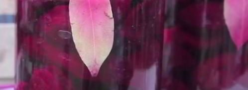 квашеная свекла. Шаг 5