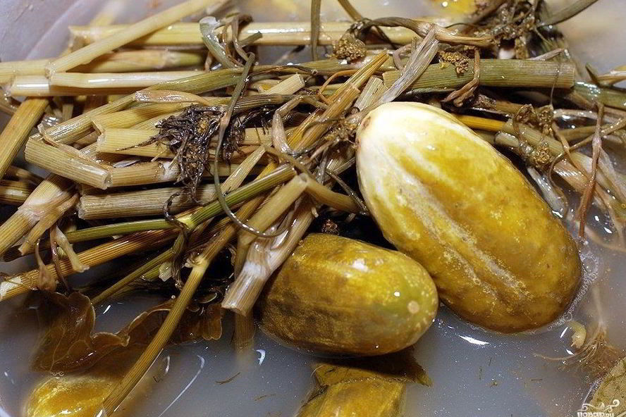 Рецепт квашеных огурцов