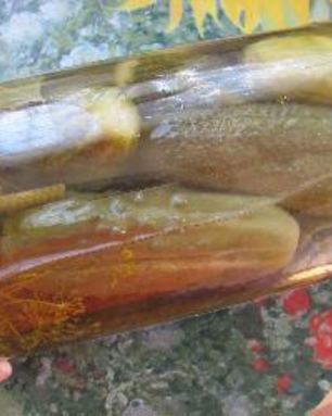 Мамины маринованные огурцы