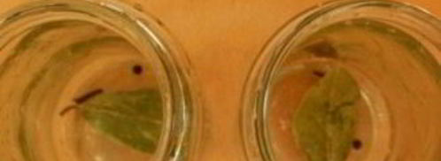 маринованная капуста с лимонной кислотой на зиму. Шаг 5