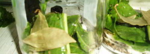 маринованные кабачки на зиму. Шаг 6