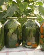 Маринованные огурцы на зиму хрустящие без стерилизации