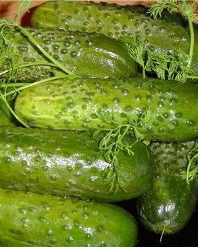 Маринованные огурцы с кориандром