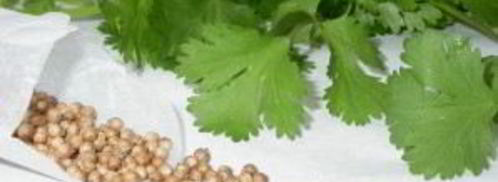 маринованные огурцы с кориандром. Шаг 3