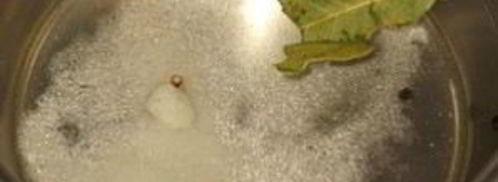 маринованные помидоры черри. Шаг 6