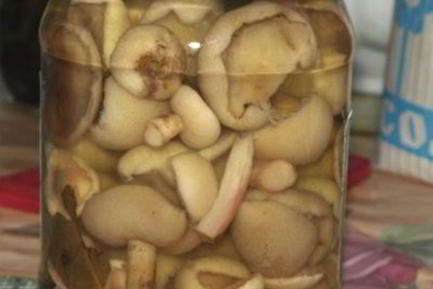 Рецепт маслят маринованных