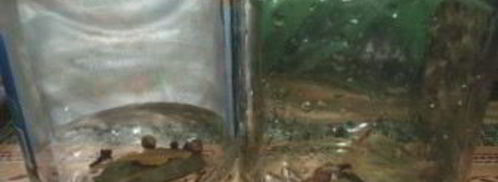 маслята маринованные. Шаг 3