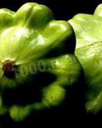 Патиссоны консервированные