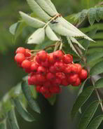 Готовим повидло из рябины