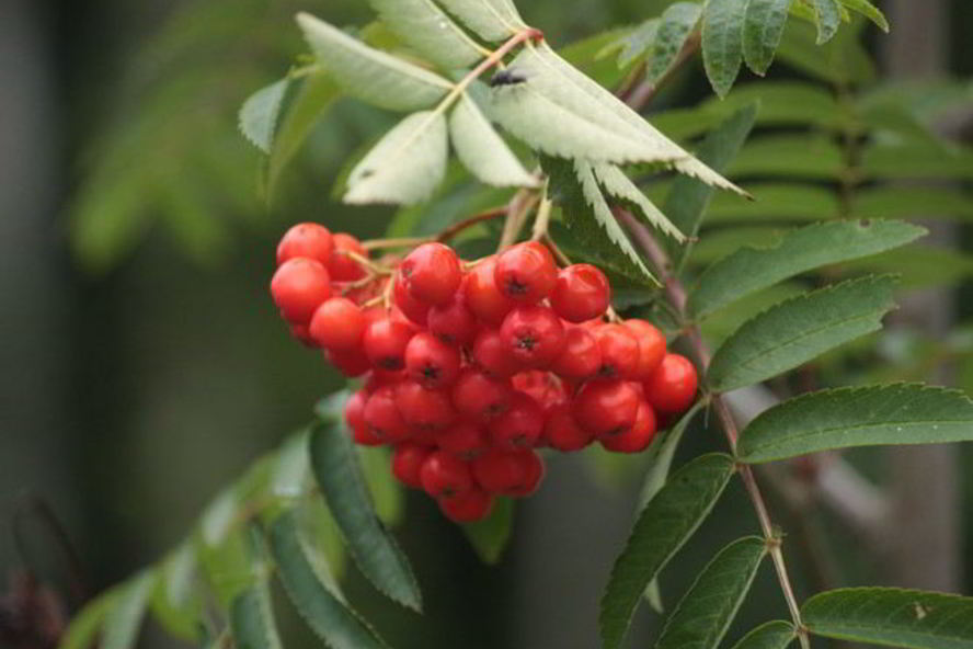 Рецепт готовима повидло из рябины