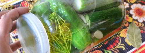 малосольные огурцы с чесноком и укропом. Шаг 13