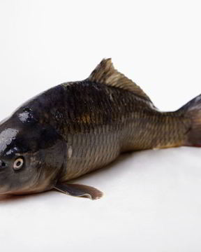 Соленый карпа