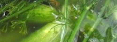 закатка малосольных огурцов. Шаг 3